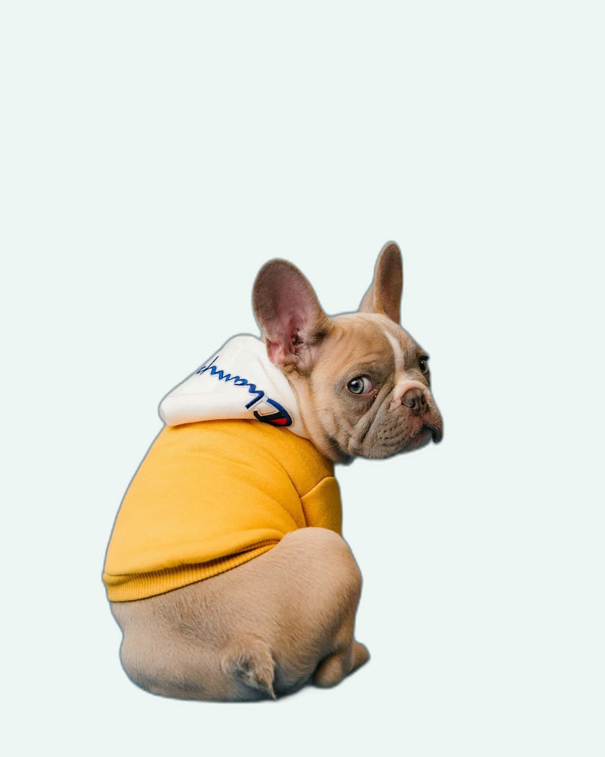 Pet image with cyberpunk city background