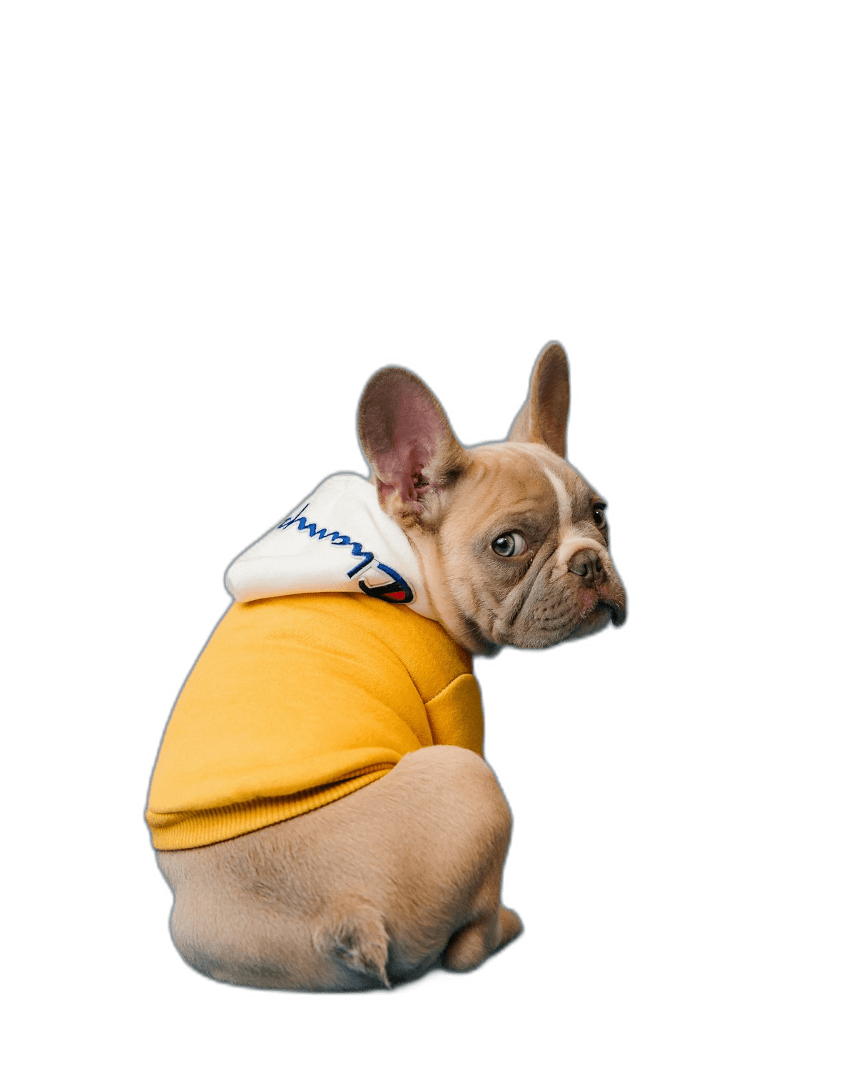 Same pet extracted with transparent background and crisp fur edges